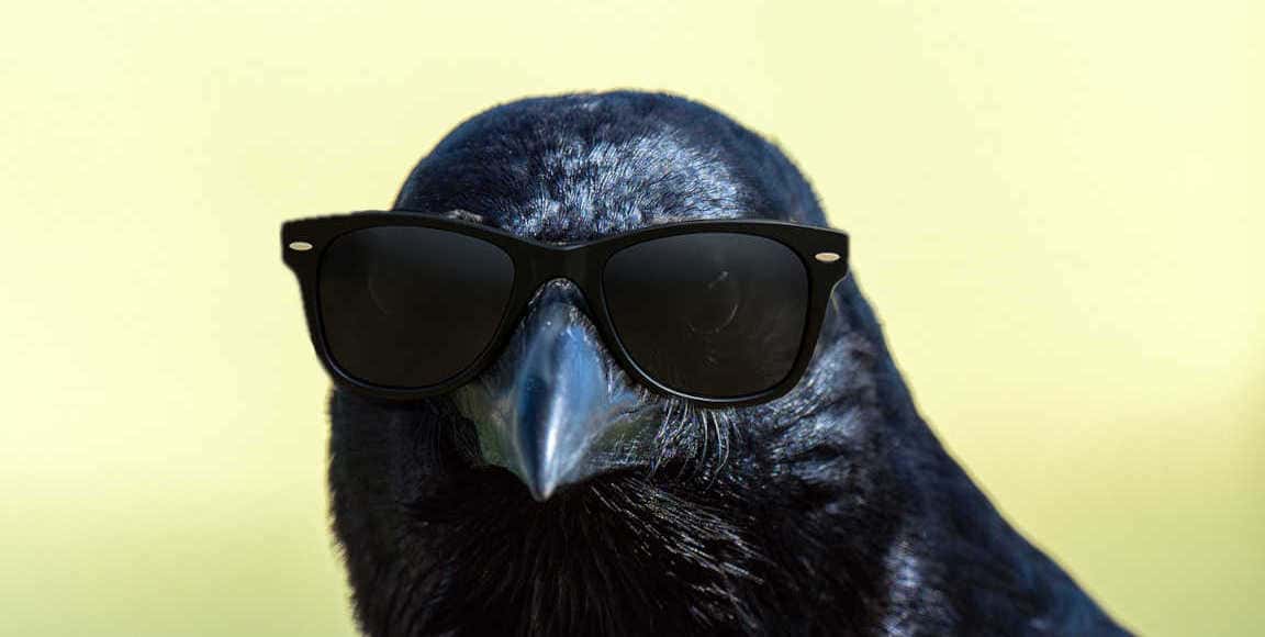 Why the crow has the coolest bird kanji of them all