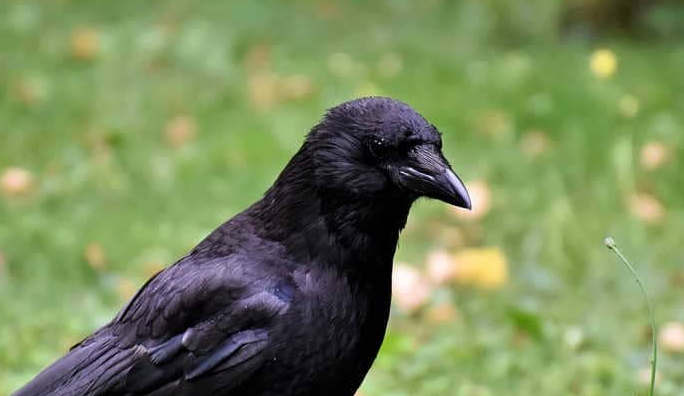A crow wearing sunglasses